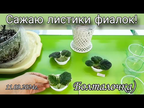 Видео: Как посадить листики фиалок? Показываю как я это делаю)