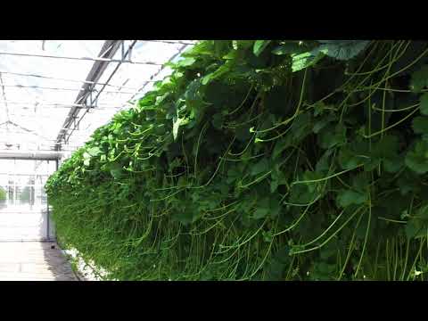 Видео: Голландская клубника (производство рассады Трей) Tray