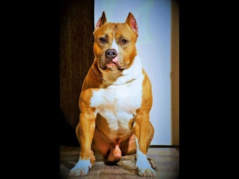 Видео: Причины не уважения щенка - ПРИШЛИ ГОСТИ