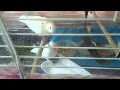 Видео: СМЕЮЩИЕСЯ голуби... играют.. ржут и орут)) №4