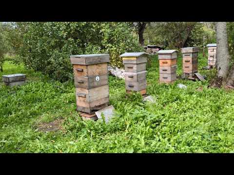 Видео: Изгнание трутней . Жестокость природы? 