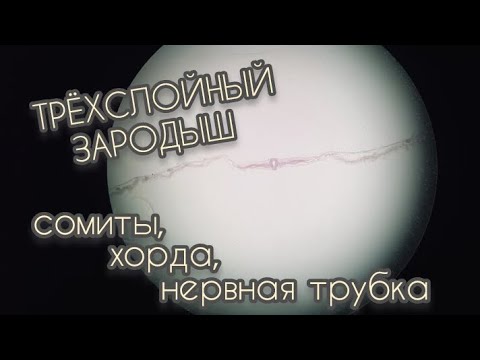 Видео: ТРЁХСЛОЙНЫЙ ЗАРОДЫШ/сомиты, хорда, нервная трубка.