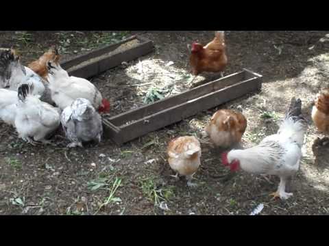 Видео: моё небольшое хозяйство