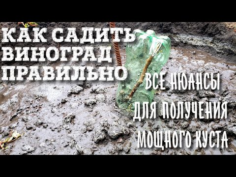Видео: САДИМ ВИНОГРАД ПРАВИЛЬНО. РАЗБОР ВСЕХ НЮАНСОВ: ЯМА, КОГДА САДИТЬ, КАК ПОЛИВАТЬ И КАК УКРЫТЬ НА ЗИМУ