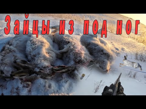 Видео: Зайцев больше чем мышей. Супер охота
