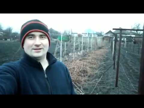 Видео: Виноград 2019 Начало сезона Обрезаю #виноград (10-03-2019)