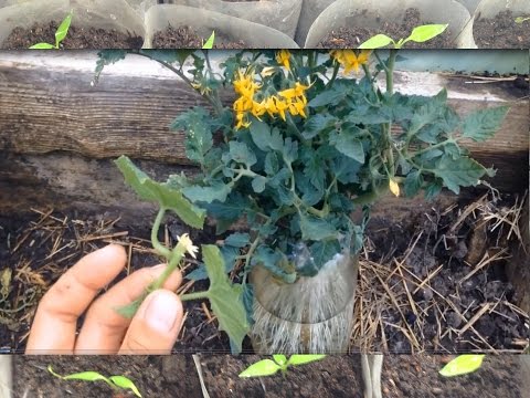 Видео: СУПЕР СПОСОБ УКОРЕНЕНИЯ ПАСЫНКОВ ОГУРЦОВ И ТОМАТОВ / Укореняем помидоры, огурцы, батат