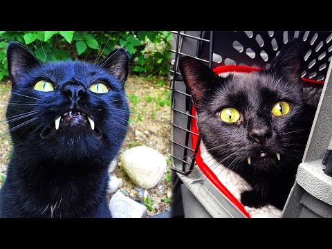 Видео: У женщины дома вырос настоящий Кот-Вампир