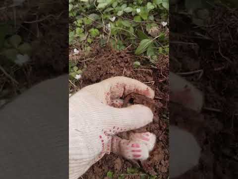 Видео: Выбрался в настоящий лес!
