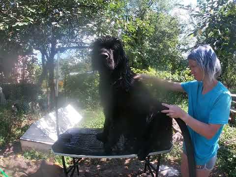 Видео: ГРУМИНГ Ньюфаундленда: Гид по Домашнему Грумингу | Домашний Груминг | Grooming Newfoundland