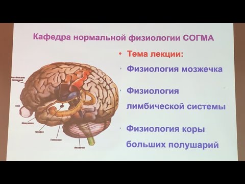 Видео: Часть 1. •Физиология мозжечка •Физиология лимбической системы •Физиология коры больших полушарий