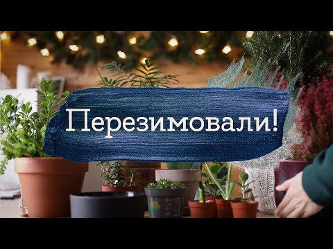 Видео: Мои растения - прошло полгода | Masherisha