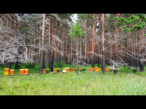 Видео: С мая по сентябрь, таймлапс одного улья в 2025г.  