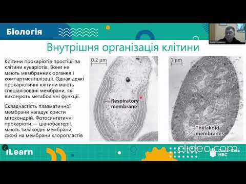 Видео: НМТ 2024 Біологія  Біорізноманіття  Прокаріоти
