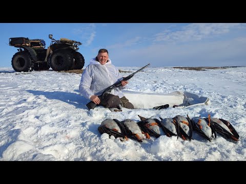 Видео: ОХОТА на  гуся в ЗАПОЛЯРЬЕ