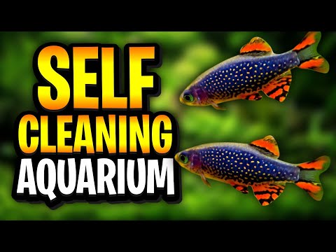 Видео: Самоочищающийся аквариум — без фильтров, без CO2, без жидких удобрений и с минимальными подменами...
