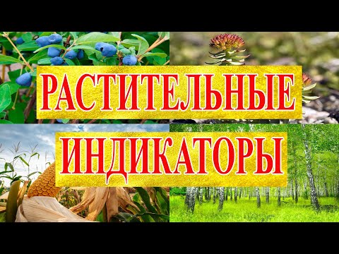 Видео: Растения индикаторы золота и других металлов.