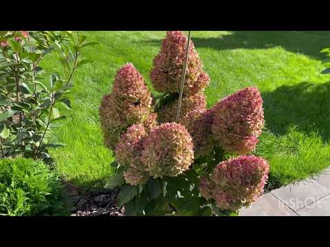 Видео: Огляд сортів волотистих гортензій Самер Лав, Бонфаєр, Металіка, Фрамбоазіні та інші 💕