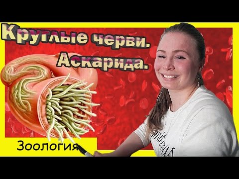 Видео: Круглые черви| Аскарида.