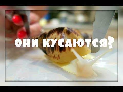 Видео: ИЗМЕРЯЮ УЛИТОК/МЕНЯ УКУСИЛА УЛИТКА