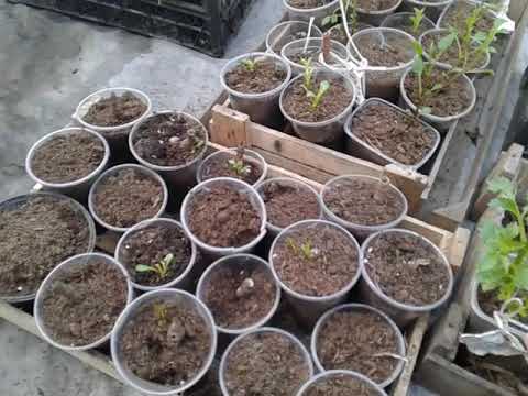 Видео: Георгины первые этапы роста.....