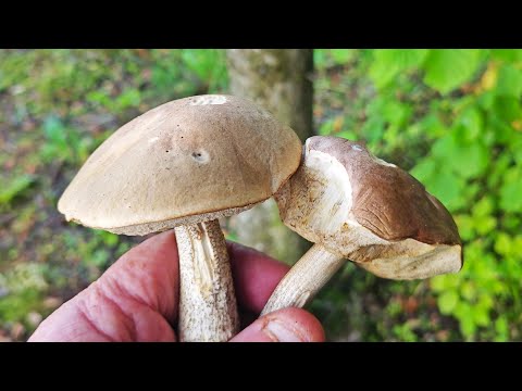 Видео: Грибной сентябрь удивляет!