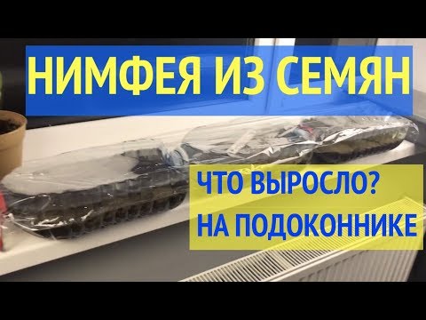 Видео: Нимфея из семян через 20 дней. Эксперимент. Часть #2 [Хобби Дом]