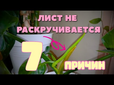 Видео: Лист не раскрывается?  7 ошибок, которые губят твое растение 