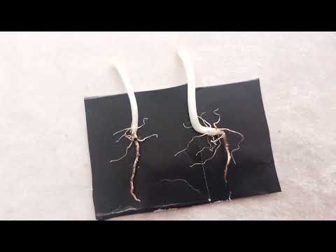 Видео: ✨Тайна питания растений. Разные способы. Какой результативней? О чем рассказывают корни