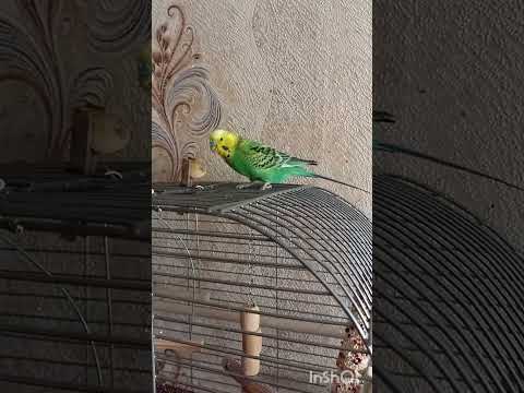 Видео: Кєшка-Лайма.🦜Пашка🐢 На Лайму яблучко не діє😊