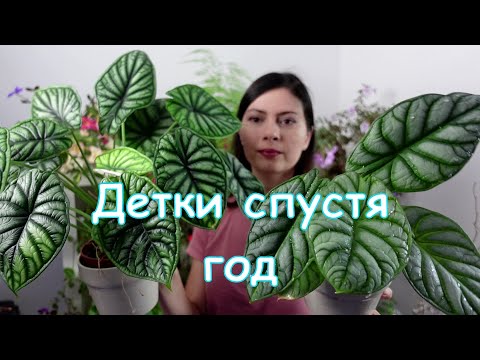 Видео: Распаковка посылки с капризными растениями: Алоказия и Аспарагус через год!