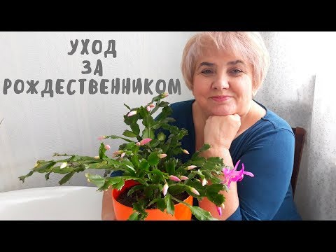 Видео: УХОД ЗА РОЖДЕСТВЕННИКОМ. Мои цветы. Мой опыт.