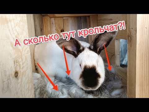 Видео: Первые летние окролы и разведение породистых кроликов!