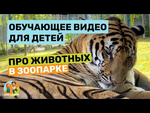 Видео: Животные для малышей, настоящие пушистые альпаки и другие звери в нашем зоопарке