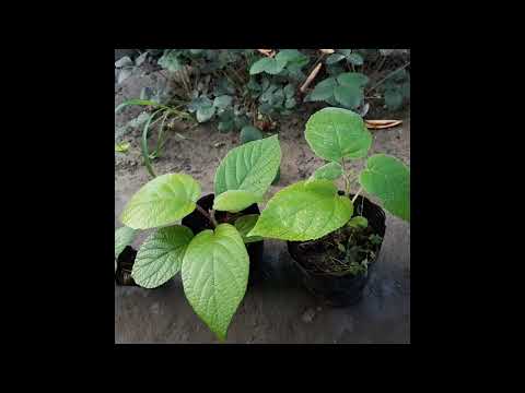 Видео: Кивилар йетиштириш тўғрисида. О выращивание киви