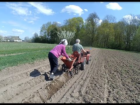 Видео: Посадка картошки 2025.