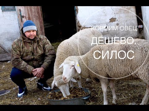 Видео: Кормим овец дешево. Силос