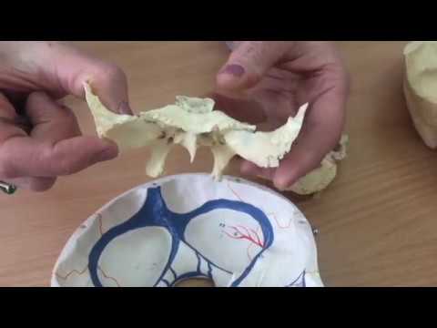 Видео: Сына тәрізді сүйек