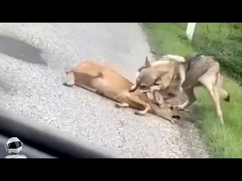 Видео: Такое Редко Увидишь! Случаи с Животными 1 на Миллион Снятые На Камеру