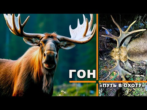 Видео: Охота на лося на реву