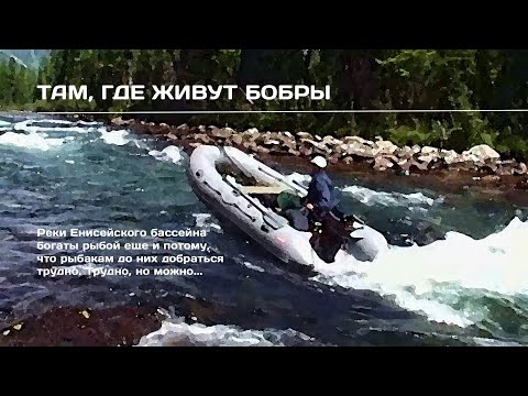 Видео: Там, где живут бобры