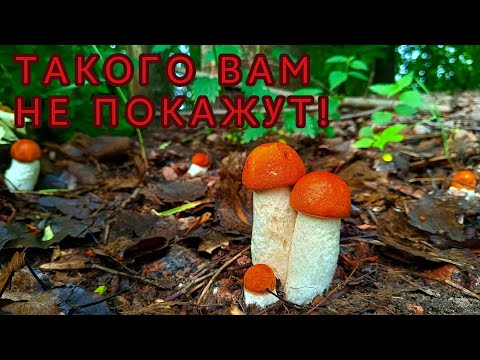 Видео: СЛАБОНЕРВНЫМ НЕ СМОТРЕТЬ! ИМЕННО ТАК ВЫГЛЯДИТ НАСТОЯЩИЙ ГРИБНОЙ РАЙ! ТАКОЕ ВАМ НИКТО НЕ ПОКАЖЕТ!