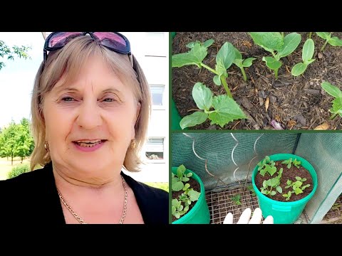 Видео: Дача..💥 Правильное пасынкование  огурцов / Пересаживаю  огурцы  в вёдра на постоянное место .