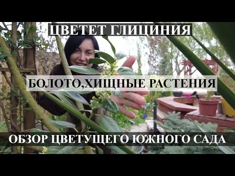 Видео: Цветущий южный сад / БОЛОТО / КАК ЦВЕТЕТ ГЛИЦИНИЯ / Обзор сада /САД ПРОСЫПАЕТСЯ