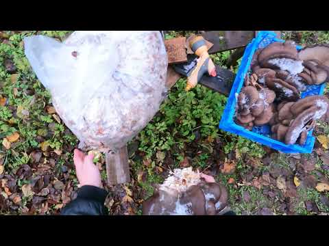Видео: Вешенка на древесной щепе.