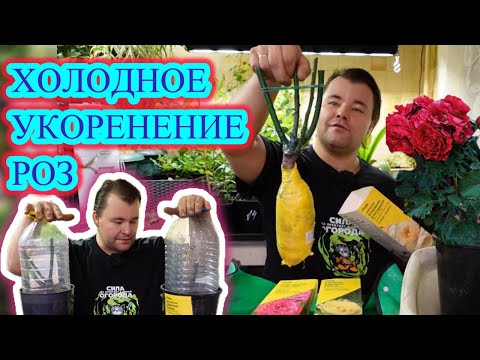 Видео: ХОЛОДНОЕ УКОРЕНЕНИЕ РОЗ или как сохранить саженцы из коробки до высадки в открытый грунт.