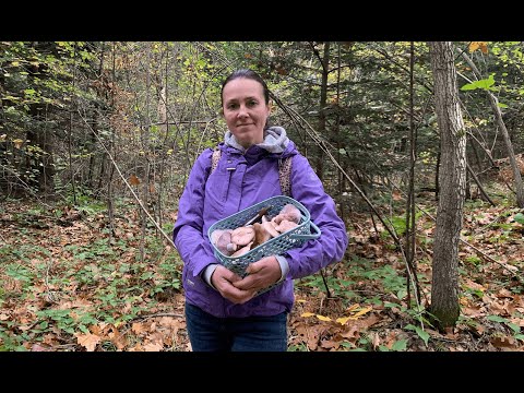 Видео: Рядовка фіолетова - гарний пізньоосінній гриб / Lepista nuda