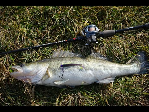 Видео: Судак! Я Вернулся На Пресную Рыбалку