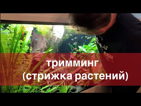 Видео: Тримминг ( стрижка растений в аквариуме )