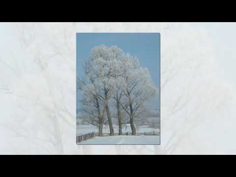 Видео: Жихово,  Гутко - Ожинка, Середино-Будский р,  Сумская обл., природа